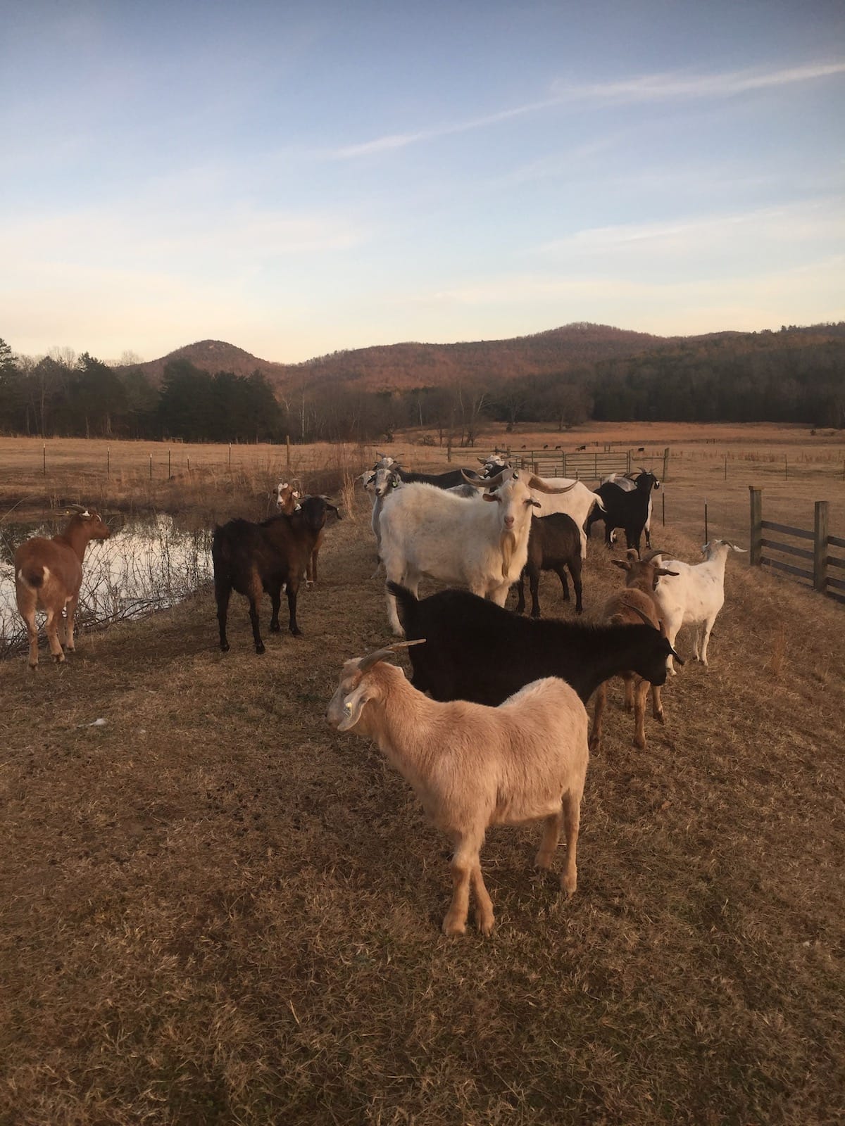 Goats stand in a field at dusk, with mountains in the background