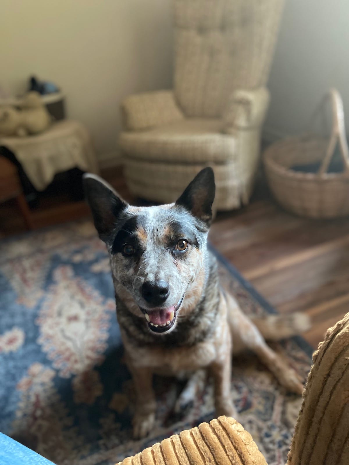 A blue heeler dog looks up into the camera inside a sunlit room