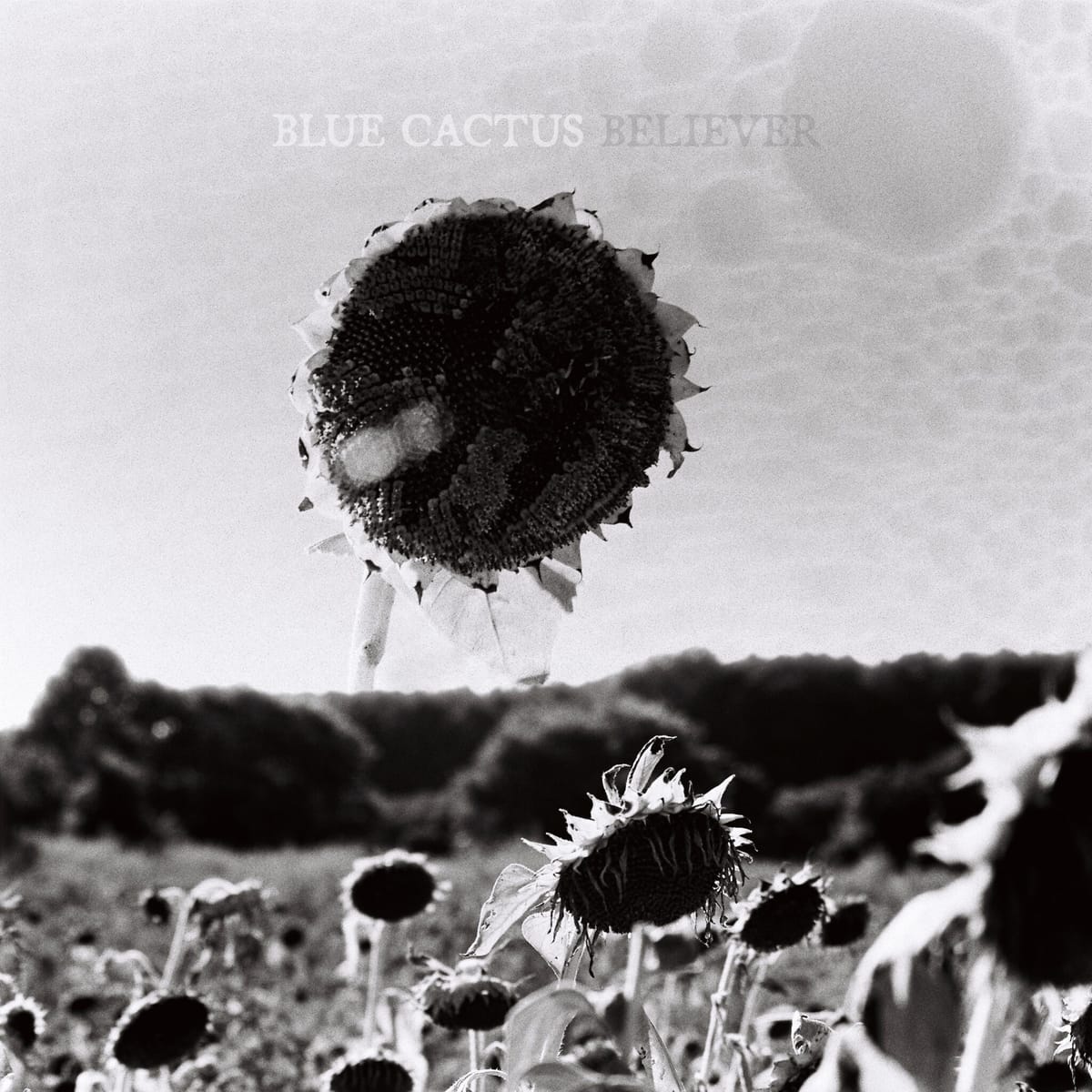 ALBUM REVIEW: 'Believer' Finds NC Duo Blue Cactus Confident and Sure-Footed
