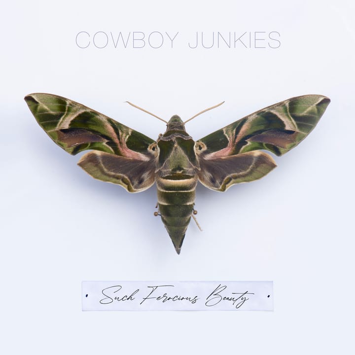ALBUM REVIEW: Cowboy Junkies Break New Ground with ‘Such Ferocious Beauty’